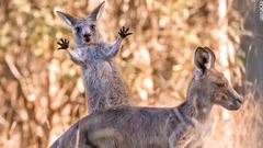 びっくりしたような様子のカンガルーの子ども