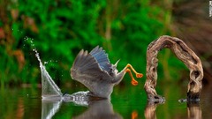 水中に頭を突っ込むササゴイ