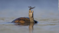 鼻先にトンボがとまったのを喜んでいるかのようなカメ