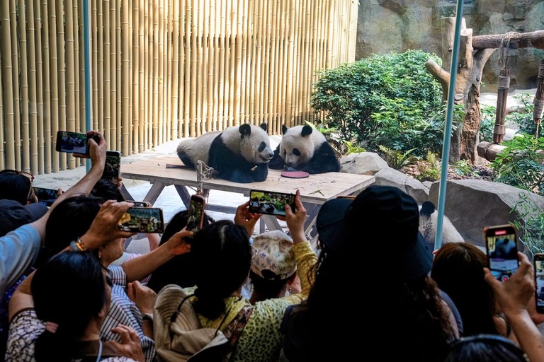 成都パンダ繁殖研究基地のパンダ＝５月２２日、中国・四川省/An Yuan/China News Service/VCG/Getty Images