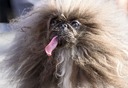 「世界一醜い犬」コンテスト、８歳のペキニーズが優勝