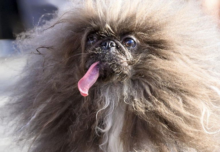 世界で最も醜い犬コンテストの優勝者に選ばれた「ワイルド・サング」/Josh Edelson/AFP/Getty Images