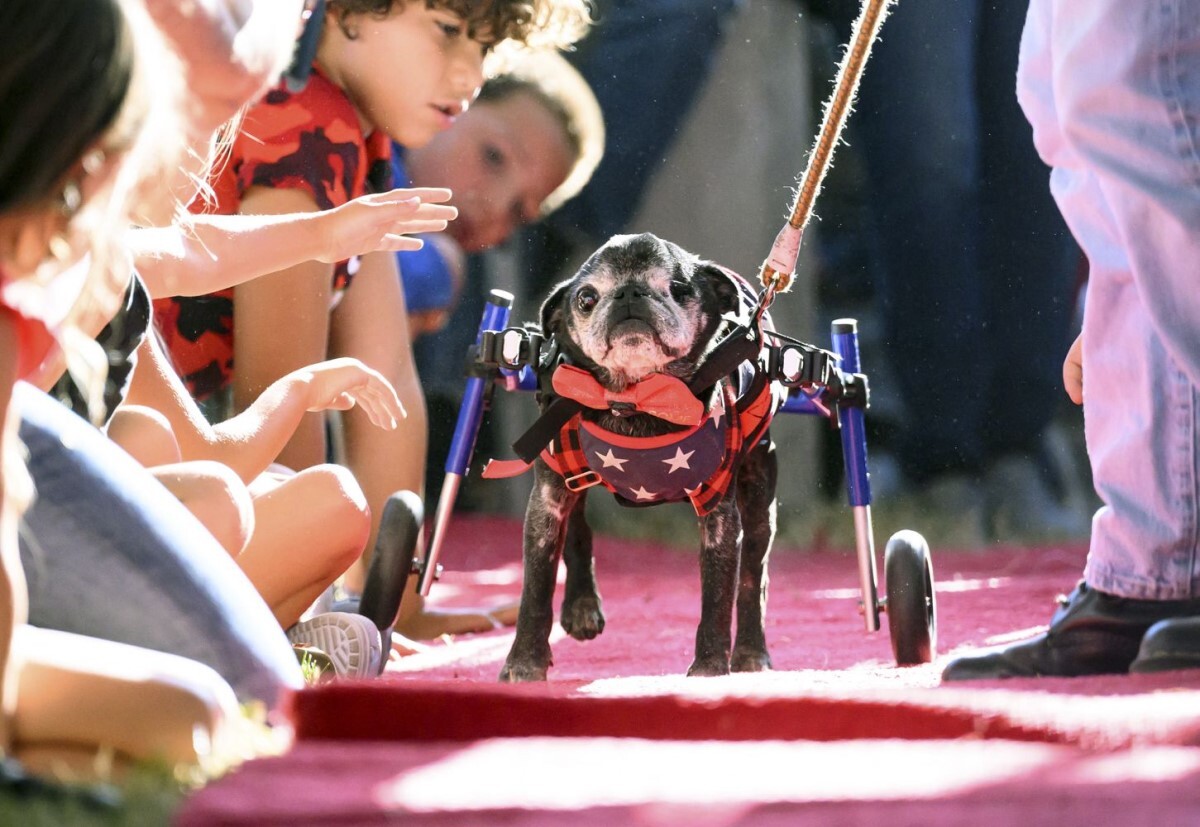 世界で最も醜い犬コンテストの２位に選ばれたレッドカーペットを歩く１４歳のパグのローマ/Josh Edelson/AFP/Getty Images