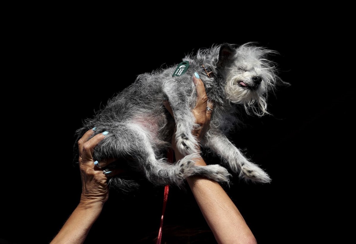 高齢者センターを訪問している１０歳のテリアのミックス犬、オジー/Justin Sullivan/Getty Images