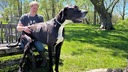 世界一背の高いオス犬「ケビン」死ぬ、みんなに愛された３歳のグレートデン