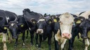 世界初、家畜に対する炭素排出税を導入へ　デンマーク