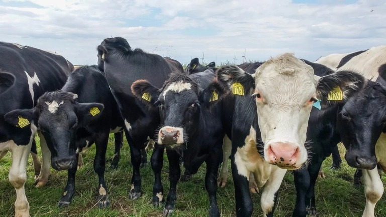 デンマークの農場で飼育されている乳牛の群れ/Michal Fludra/NurPhoto/Getty Images